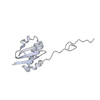 33661_7y7d_I_v1-0
Structure of the Bacterial Ribosome with human tRNA Asp(Q34) and mRNA(GAU)
