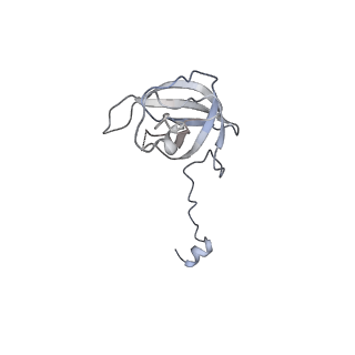 33661_7y7d_L_v2-2
Structure of the Bacterial Ribosome with human tRNA Asp(Q34) and mRNA(GAU)
