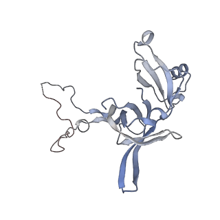 33661_7y7d_d_v2-2
Structure of the Bacterial Ribosome with human tRNA Asp(Q34) and mRNA(GAU)