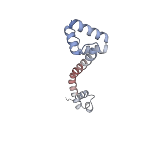 33661_7y7d_p_v1-0
Structure of the Bacterial Ribosome with human tRNA Asp(Q34) and mRNA(GAU)