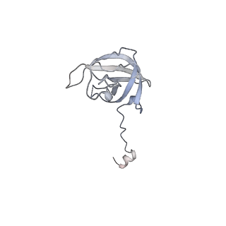 33665_7y7h_L_v1-0
Structure of the Bacterial Ribosome with human tRNA Tyr(GalQ34) and mRNA(UAC)