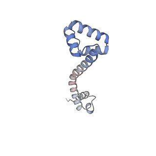 33665_7y7h_p_v1-0
Structure of the Bacterial Ribosome with human tRNA Tyr(GalQ34) and mRNA(UAC)