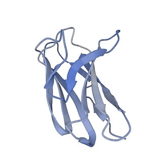 33709_7yad_B_v1-1
Cryo-EM structure of S309-RBD-RBD-S309 in the S309-bound Omicron spike protein (local refinement)