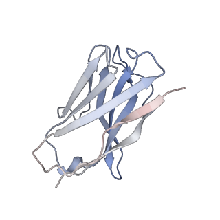33709_7yad_C_v1-1
Cryo-EM structure of S309-RBD-RBD-S309 in the S309-bound Omicron spike protein (local refinement)