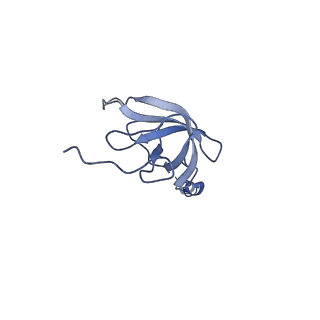 10778_6ydp_AL_v1-1
55S mammalian mitochondrial ribosome with mtEFG1 and P site fMet-tRNAMet (POST)