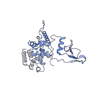 10778_6ydp_Aa_v1-1
55S mammalian mitochondrial ribosome with mtEFG1 and P site fMet-tRNAMet (POST)