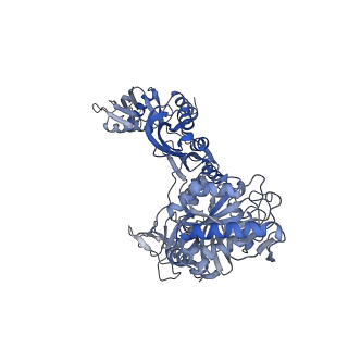 10778_6ydp_BC_v1-1
55S mammalian mitochondrial ribosome with mtEFG1 and P site fMet-tRNAMet (POST)