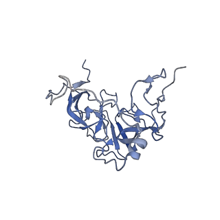 10778_6ydp_BD_v1-1
55S mammalian mitochondrial ribosome with mtEFG1 and P site fMet-tRNAMet (POST)
