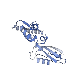 10778_6ydp_BK_v1-1
55S mammalian mitochondrial ribosome with mtEFG1 and P site fMet-tRNAMet (POST)
