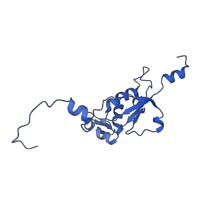 10778_6ydp_BN_v1-1
55S mammalian mitochondrial ribosome with mtEFG1 and P site fMet-tRNAMet (POST)