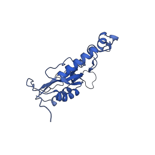 10778_6ydp_BQ_v1-1
55S mammalian mitochondrial ribosome with mtEFG1 and P site fMet-tRNAMet (POST)
