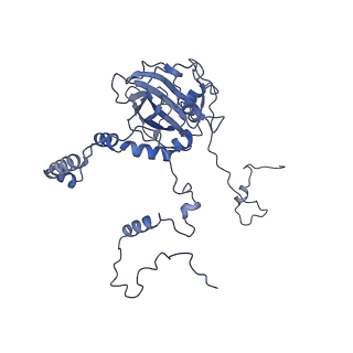 10778_6ydp_Bb_v1-1
55S mammalian mitochondrial ribosome with mtEFG1 and P site fMet-tRNAMet (POST)
