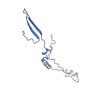 10778_6ydp_Bf_v1-1
55S mammalian mitochondrial ribosome with mtEFG1 and P site fMet-tRNAMet (POST)