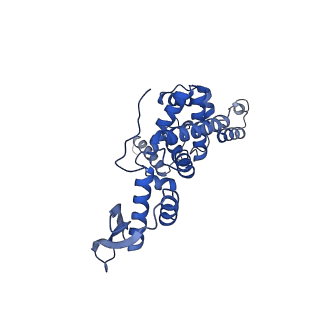 10778_6ydp_Bh_v1-1
55S mammalian mitochondrial ribosome with mtEFG1 and P site fMet-tRNAMet (POST)