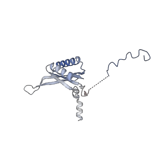 10778_6ydp_Bk_v1-1
55S mammalian mitochondrial ribosome with mtEFG1 and P site fMet-tRNAMet (POST)