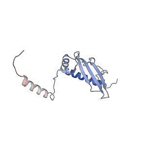 10778_6ydp_Bu_v1-1
55S mammalian mitochondrial ribosome with mtEFG1 and P site fMet-tRNAMet (POST)