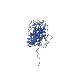 10778_6ydp_Bw_v1-1
55S mammalian mitochondrial ribosome with mtEFG1 and P site fMet-tRNAMet (POST)