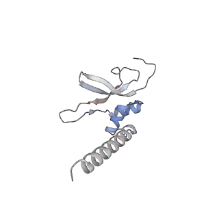 10779_6ydw_AP_v1-1
55S mammalian mitochondrial ribosome with mtEFG1 and two tRNAMet (TI-POST)