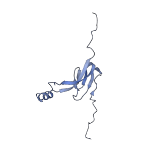 10779_6ydw_B0_v1-1
55S mammalian mitochondrial ribosome with mtEFG1 and two tRNAMet (TI-POST)