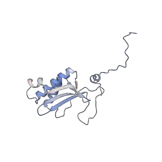 10779_6ydw_BS_v1-1
55S mammalian mitochondrial ribosome with mtEFG1 and two tRNAMet (TI-POST)