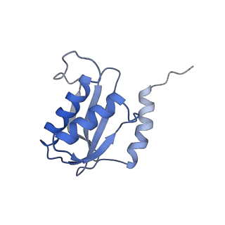 10791_6yef_R_v1-1
70S initiation complex with assigned rRNA modifications from Staphylococcus aureus