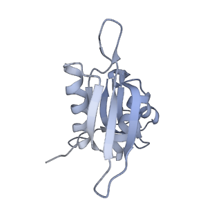 10791_6yef_h_v1-1
70S initiation complex with assigned rRNA modifications from Staphylococcus aureus