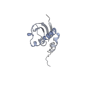 10791_6yef_i_v1-1
70S initiation complex with assigned rRNA modifications from Staphylococcus aureus