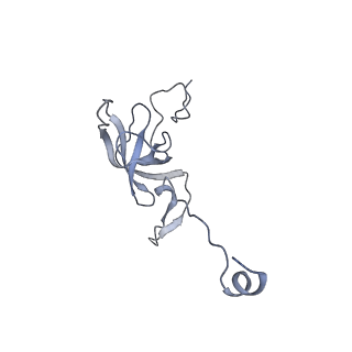 10791_6yef_l_v1-1
70S initiation complex with assigned rRNA modifications from Staphylococcus aureus