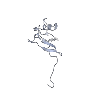 10791_6yef_s_v1-1
70S initiation complex with assigned rRNA modifications from Staphylococcus aureus