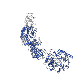 33770_7yed_L_v1-0
In situ structure of polymerase complex of mammalian reovirus in the elongation state