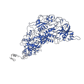 33780_7yf0_C_v1-0
In situ structure of polymerase complex of mammalian reovirus in the core