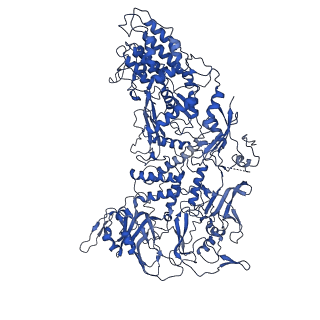33780_7yf0_d_v1-0
In situ structure of polymerase complex of mammalian reovirus in the core