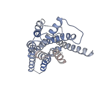 33785_7yfc_R_v1-2
Cryo-EM structure of the histamine-bound histamine H4 receptor and Gq complex