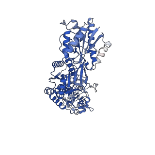 33789_7yfg_B_v1-2
Structure of the Rat GluN1-GluN2C NMDA receptor in complex with glycine and glutamate (major class in asymmetry)