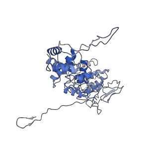 33810_7yg7_C_v1-2
Structure of the Spring Viraemia of Carp Virus ribonucleoprotein Complex