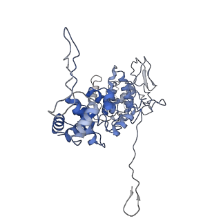 33810_7yg7_E_v1-2
Structure of the Spring Viraemia of Carp Virus ribonucleoprotein Complex