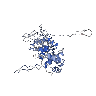 33810_7yg7_H_v1-2
Structure of the Spring Viraemia of Carp Virus ribonucleoprotein Complex