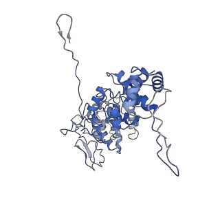 33810_7yg7_K_v1-2
Structure of the Spring Viraemia of Carp Virus ribonucleoprotein Complex