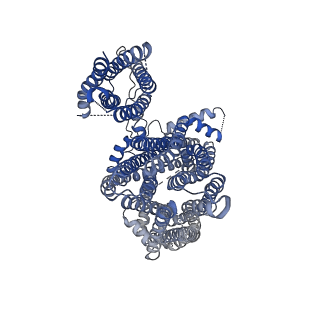 6831_5yke_H_v1-1
Structure of pancreatic ATP-sensitive potassium channel bound with glibenclamide and ATPgammaS (focused refinement on TM at 4.11A)