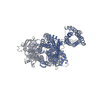 6832_5ykf_F_v1-2
Structure of pancreatic ATP-sensitive potassium channel bound with glibenclamide and ATPgammaS (3D class1 at 4.33A)
