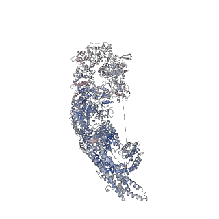 10837_6ylf_AP1_v1-1
Rix1-Rea1 pre-60S particle - Rea1, body 3 (rigid body refinement, composite structure of Rea1 ring and tail)