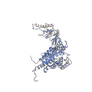 33919_7ylw_D_v1-0
yeast TRiC-plp2-tubulin complex at S3 closed TRiC state