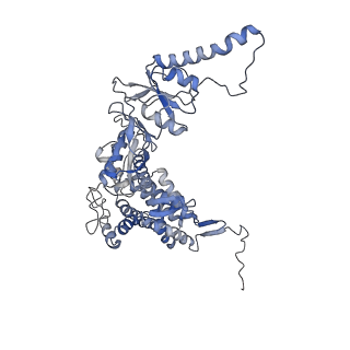 33919_7ylw_Q_v1-0
yeast TRiC-plp2-tubulin complex at S3 closed TRiC state
