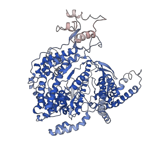 10845_6ymv_A_v1-4
Cryo-EM structure of yeast mitochondrial RNA polymerase partially-melted transcription initiation complex (PmIC)
