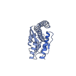 10858_6ynw_g_v1-1
Cryo-EM structure of Tetrahymena thermophila mitochondrial ATP synthase - central stalk/cring