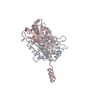 10860_6yny_A2_v1-1
Cryo-EM structure of Tetrahymena thermophila mitochondrial ATP synthase - F1Fo composite dimer model