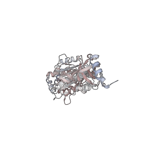 10860_6yny_B2_v1-1
Cryo-EM structure of Tetrahymena thermophila mitochondrial ATP synthase - F1Fo composite dimer model
