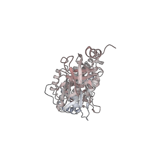 10860_6yny_C1_v1-1
Cryo-EM structure of Tetrahymena thermophila mitochondrial ATP synthase - F1Fo composite dimer model