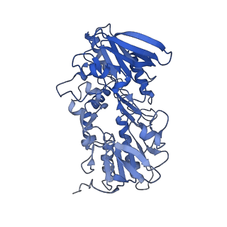 10860_6yny_E_v1-1
Cryo-EM structure of Tetrahymena thermophila mitochondrial ATP synthase - F1Fo composite dimer model