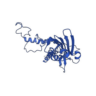 10860_6yny_G_v1-1
Cryo-EM structure of Tetrahymena thermophila mitochondrial ATP synthase - F1Fo composite dimer model